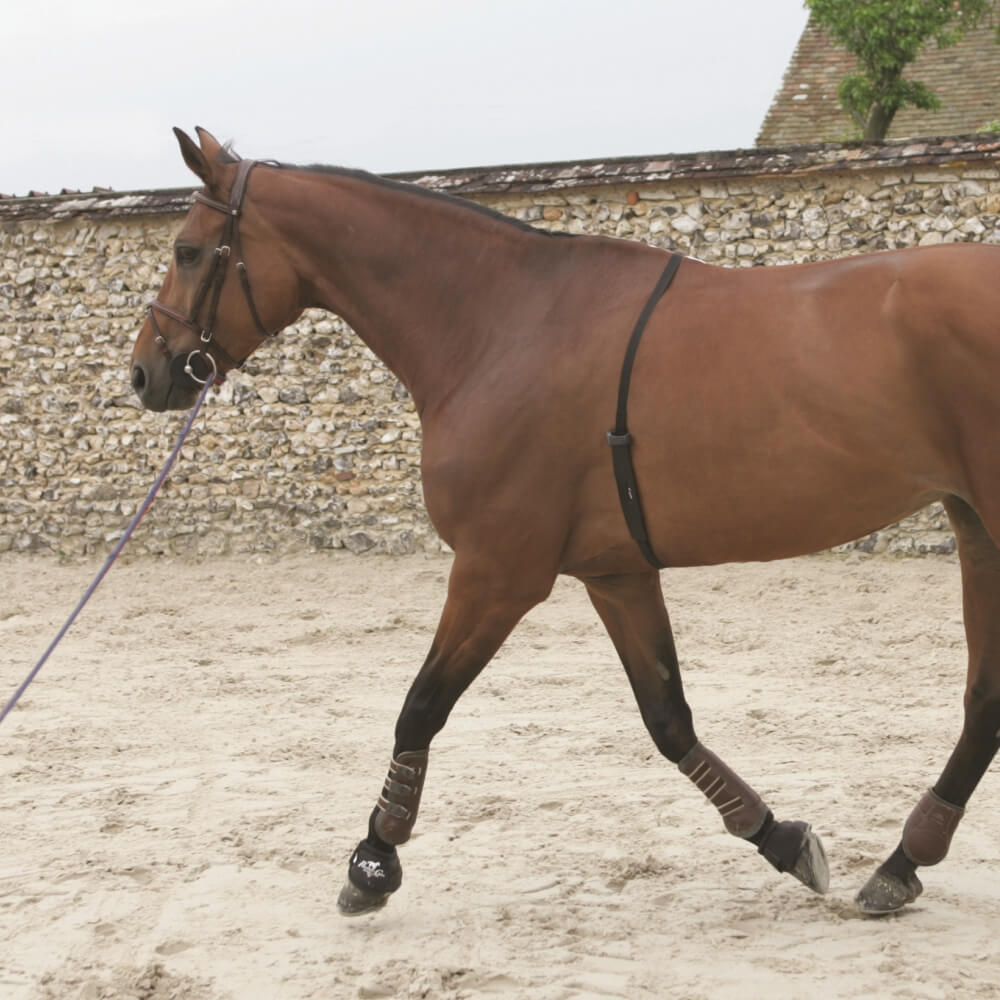 POLAR Equine Pacer Trotting GPS Sportuhr Schwarz + H10 Sender für freies Training & Fahrsport bei CardioZone online kaufen