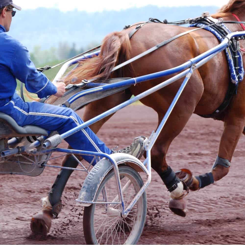 POLAR Equine Pacer Trotting GPS Sportuhr Schwarz + H10 Sender für freies Training & Fahrsport bei CardioZone online kaufen