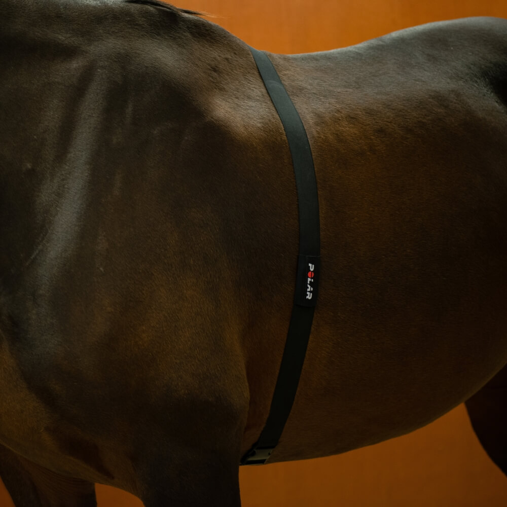 POLAR Equine Pacer Trotting GPS Sportuhr Schwarz + H10 Sender für freies Training & Fahrsport bei CardioZone online kaufen