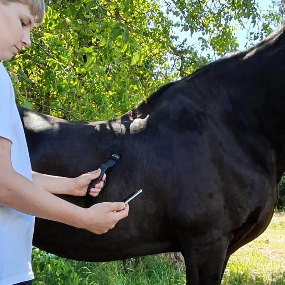 POLAR Equine Healthcheck mit H10 Sender - Herzfrequenz im Ruhezustand messen - bei CardioZone günstig online kaufen