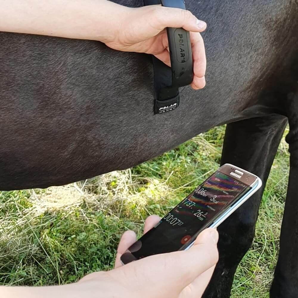 POLAR Equine Healthcheck mit H10 Sender - Herzfrequenz im Ruhezustand messen - bei CardioZone günstig online kaufen
