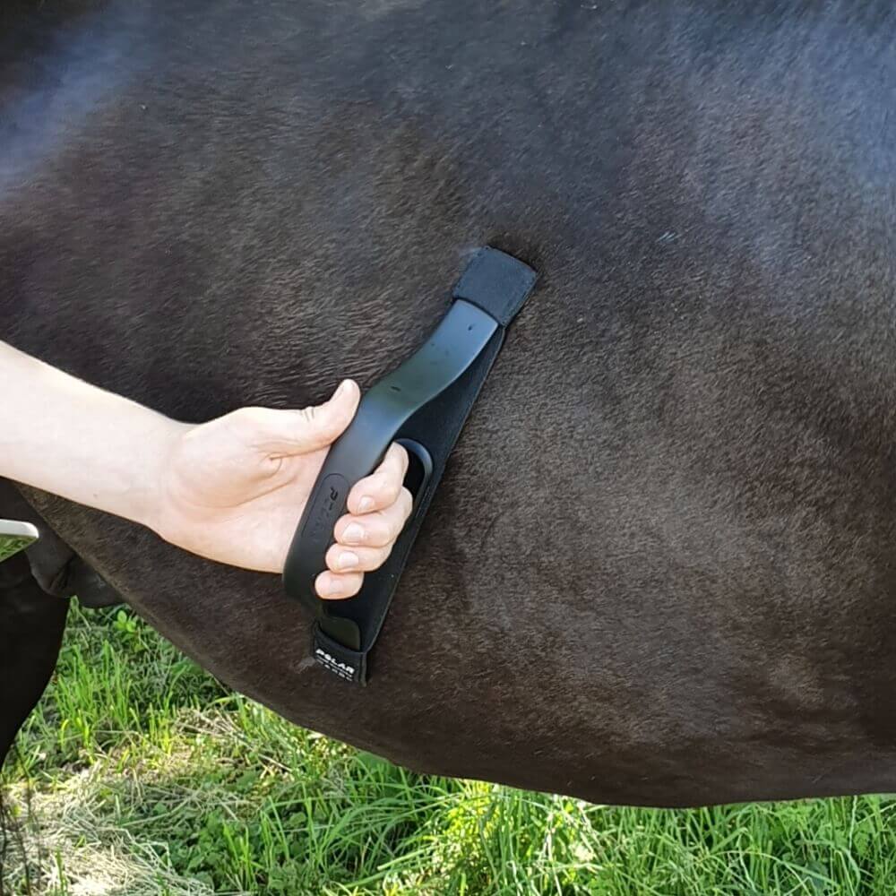 POLAR Equine Healthcheck mit H10 Sender - Herzfrequenz im Ruhezustand messen - bei CardioZone günstig online kaufen